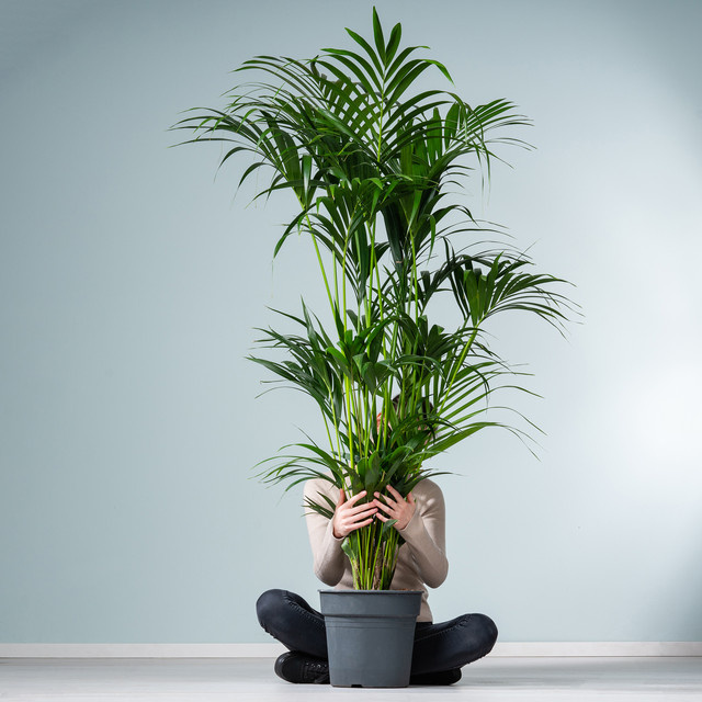 Kentia-Palme Forsteriana XXL von BLUME2000 in Grün - Bild 1