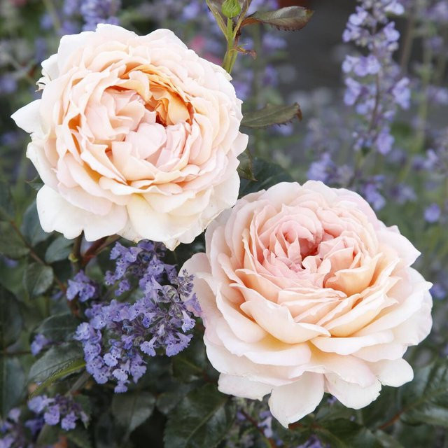 Parfuma Edelrose Großherzogin Luise rosa Zierstrauch - Bild 1
