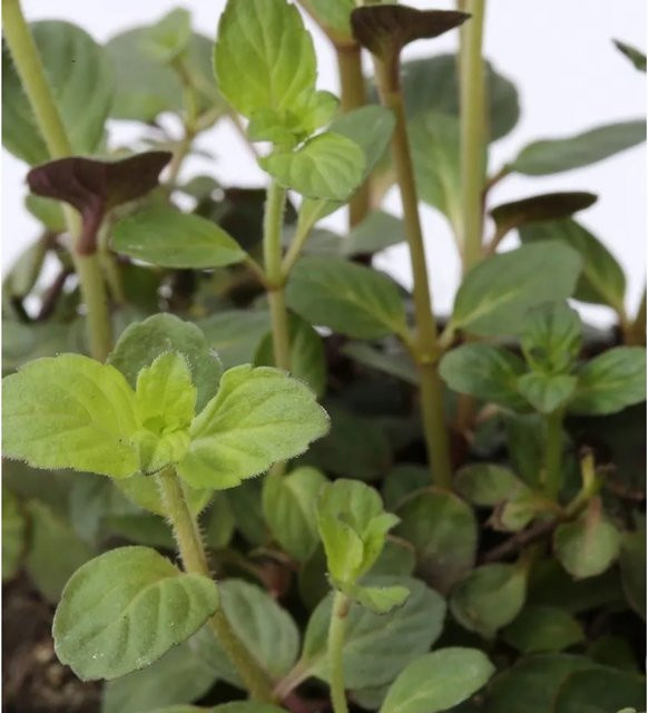 Ackerminze Mentha arvensis grüne mehrjährige Pflanze von Nr-01.de im Topf - Bild 1