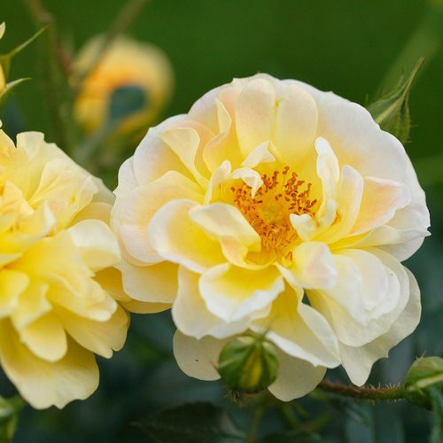ROSEN TANTAU Kleinstrauchrose Rosa hybride Bienenweide in Rosa - Bild 1
