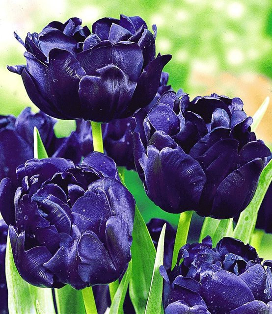 Tulpe Blue Diamond - Bild 1