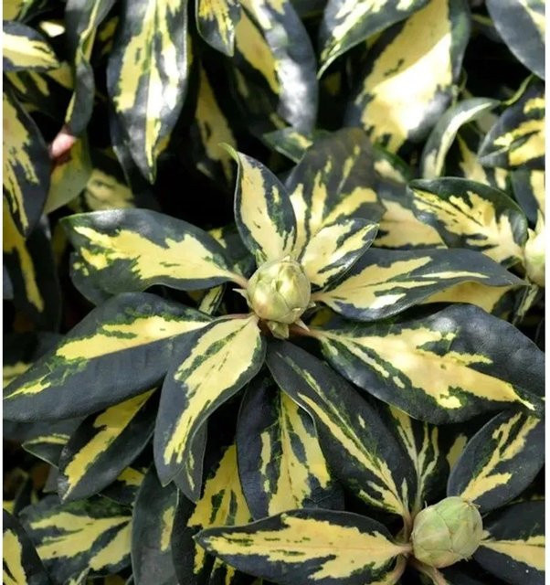 Großblumiger Rhododendron Blattgold von Die Nr-01.de, Alpenrose in Gold und Grün, Höhe: 25-30 cm - Bild 1