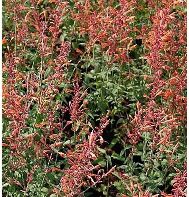 Mexikonessel Firebird Agastache barbera in Rot für Garten und Freiland - Bild 1