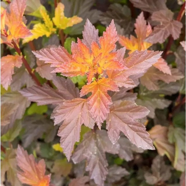 Physocarpus opulifolius Amber Queen Blasenspiere Zierstrauch in Orange, Höhe: 60-80 cm - Bild 1