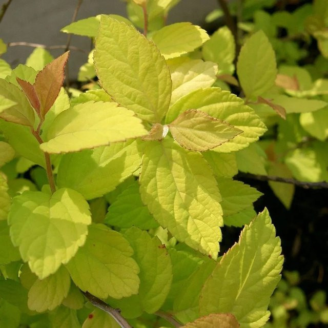 Arborix Sommerspiere Goldmound Spiraea japonica mit goldgelbem Laub im Container - Bild 1