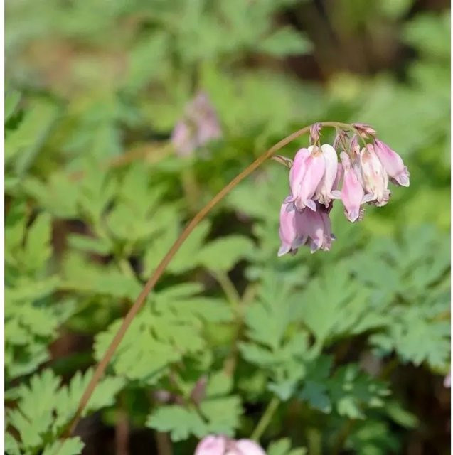 Tränendes Herz Cupid Dicentra spectabilis pinke Staude für den Garten - Bild 1