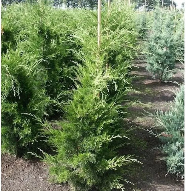 Wacholder Juniperus virginiana Canaeetii in Grün, Höhe: 60-80 cm - Bild 1