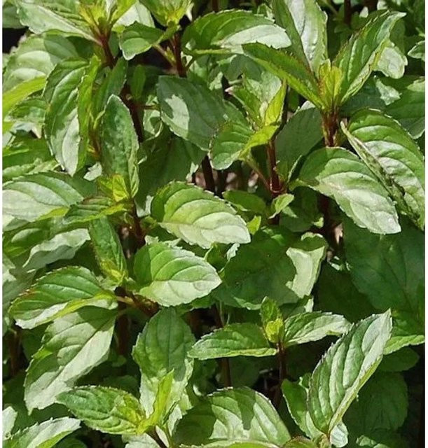 Pfefferminze Mentha piperita Nr-01.de als grüne Heil- und Gewürzpflanze im Topf - Bild 1