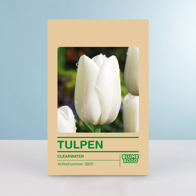Tulpenzwiebeln Clearwater für Beet, Balkon und Terrasse von BLUME2000, 10 Stück - Bild 1
