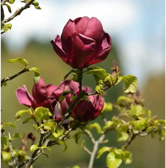 Schwarzrote Tulpenmagnolie Magnolia Strauch für den Garten in den Farben Schwarz, Rot und Violett, Höhe: 60-80 cm - Bild 1