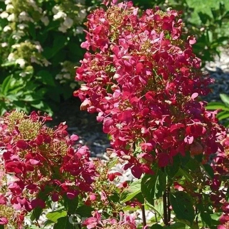Rispenhortensie Magical Vesuvio Hydrangea paniculata von Nr-01.de, Höhe: 25-30 cm