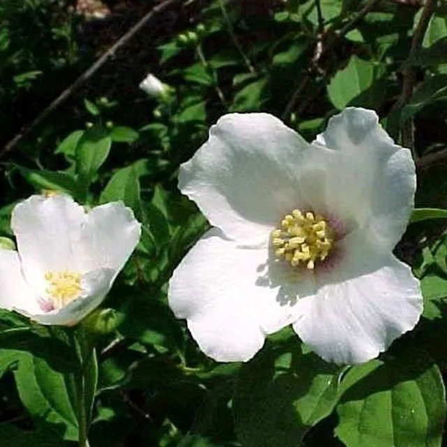 Arborix Gartenjasmin Belle Etoile Philadelphus mit duftenden weißen Blüten im Container, Höhe: 50 bis 60 cm - Bild 1