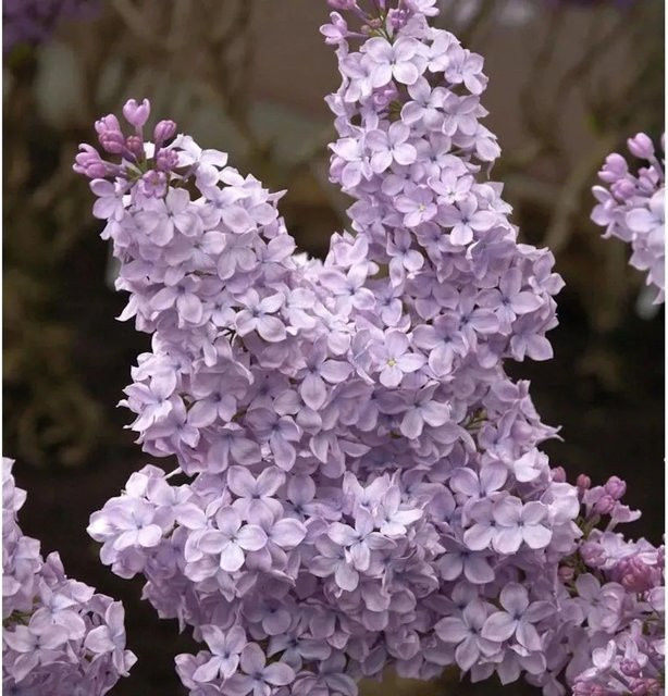 Edelflieder Syringa vulgaris Michael Buchner in Violett und Weiß, Zierstrauch für den Garten - Bild 1