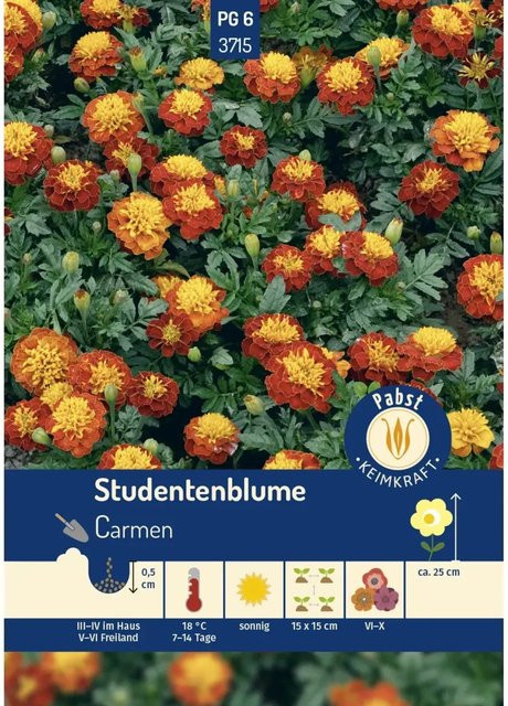 Pabst Keimkraft Studentenblume Carmen Saatgut - Bild 1
