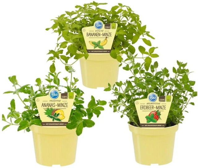 Exotenherz Bio Fruchtige Minze-Sorten Set mit 3 Pflanzen Ananas, Erdbeere und Banane im 12 cm Topf - Bild 1