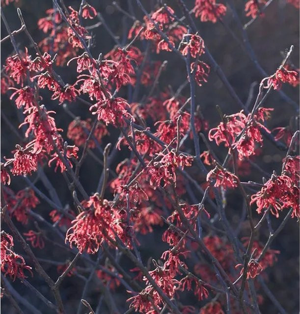 Hamamelis intermedia Zaubernuss Washington Park Strauch, Höhe: 30-40 cm - Bild 1
