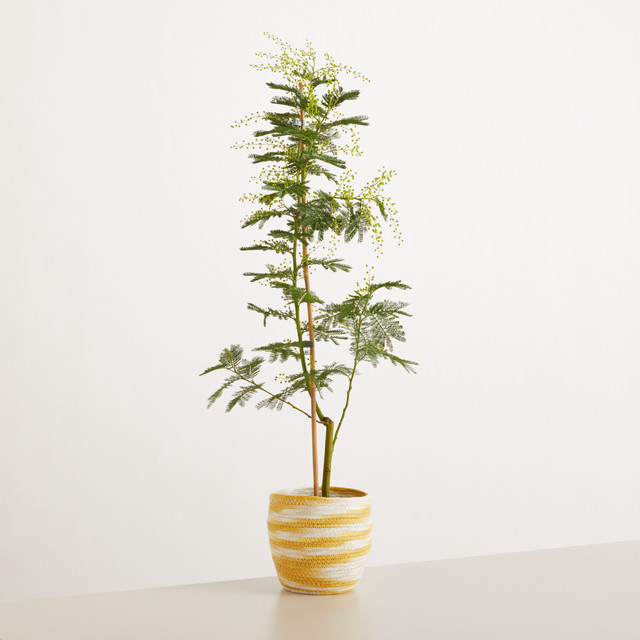 Lumimosa Baum von BLUME2000 in Grün im Korb für den hellen Standort - Bild 1