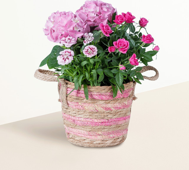 Blütenkorb von BLUME2000 in Pink für Balkon, Terrasse und Hauseingang - Bild 1