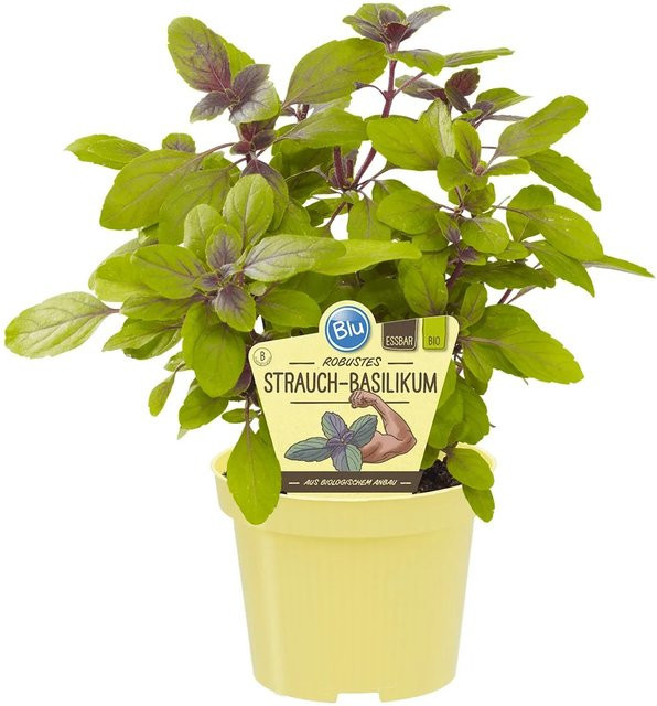 Blu Bio-Strauchbasilikum Ocimum in violett - Bild 1
