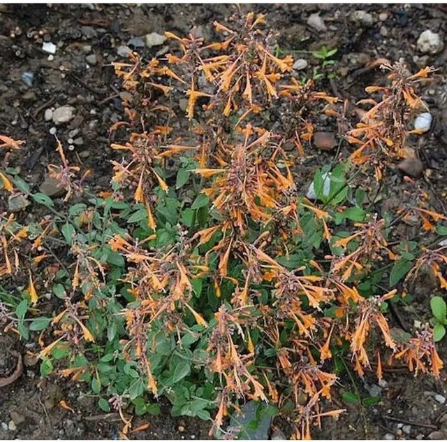 Agastache aurantiaca Duftnessel Apricot Sprite in Orange/Apricot als mehrjährige Pflanze - Bild 1