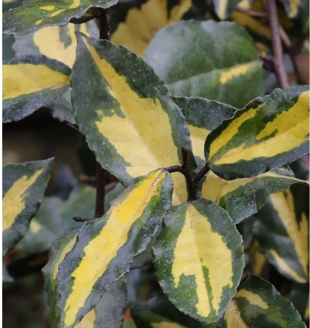 Elaeagnus pungens Buntlaubige Ölweide Maculata Gold, Zierstrauch für den Garten, Höhe: 30-40 cm - Bild 1