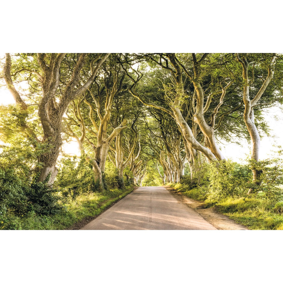 Komar Fototapete Vlies Golden Hedges in Gold, B: 400 cm, H: 250 cm - Bild 2