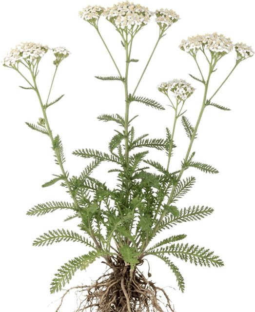 LaCaTho Schafgarbe Gewöhnliche Samen Achillea Millefolium Heilpflanze 5000 Stück - Bild 1