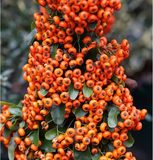 Pyracantha Feuerdorn Saphyr Orange Strauch als Heckenpflanze oder Solitärgehölz - Bild 1