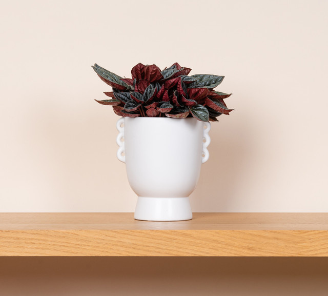 Keramik Übertopf BLUME2000 in Weiß mit bauchiger Form für den Tisch, Höhe: 12,2 cm - Bild 1