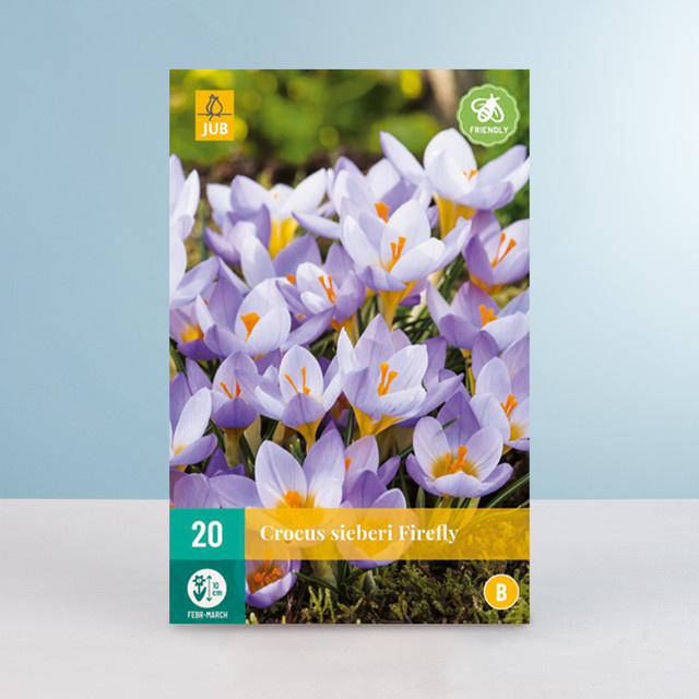 Botanischer Krokus Sieberi Firefly Blumenzwiebeln von BLUME2000, 20 Knollen - Bild 1