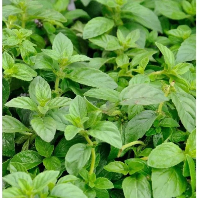 Ackerminze Banana Mentha arvensis grüne Pflanze von Nr-01.de - Bild 1