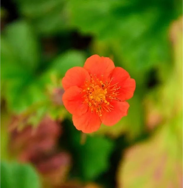 Rote Nelkenwurz Koi Geum coccineum als mehrjährige Pflanze für Naturgärten und Uferzonen - Bild 1