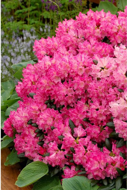 GROW by OBI Yaku-Rhododendron Tatjana Pink, Zierstrauch in Pink, Höhe: 20-30 cm - Bild 1