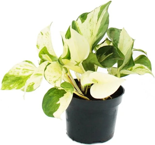 Exotenherz Epipremnum pinnatum Weißbunte Efeutute als rankende Zimmerpflanze in 12 cm Topf - Bild 1