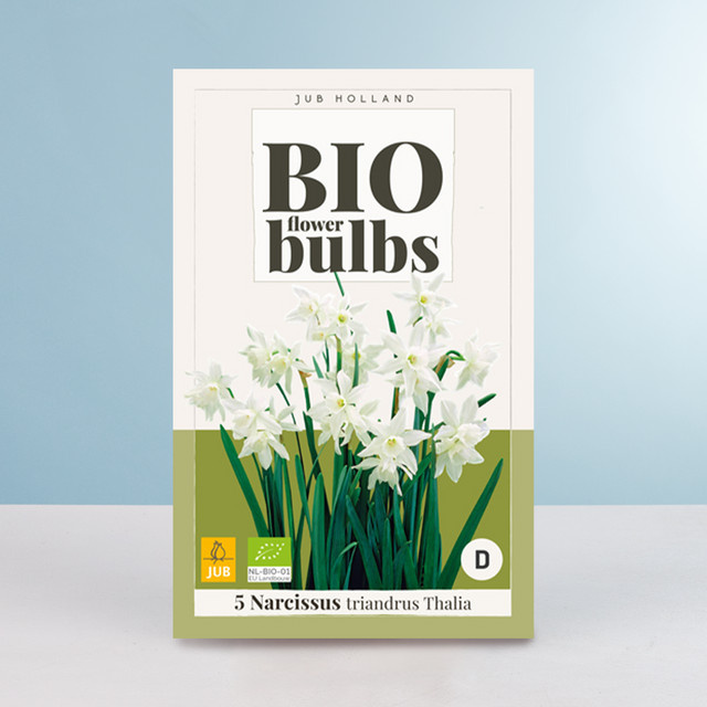 BIO Engelstränen-Narzisse Triandrus Thalia mit 5 Zwiebeln von BLUME2000 - Bild 1