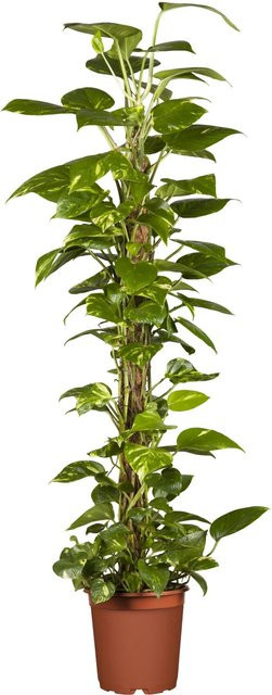 GROW by OBI Efeutute Epipremnum Aureum als Kletterpflanze am Moosstab im Topf Durchmesser: 19 cm - Bild 1