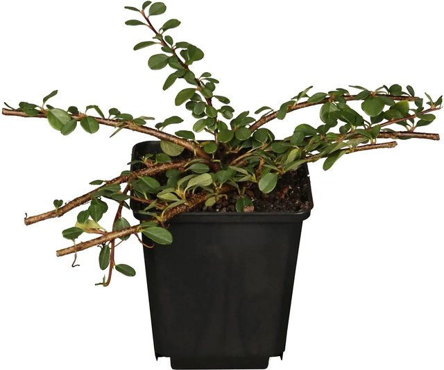 Cotoneaster Helix Bodendecker in Topf - Bild 1