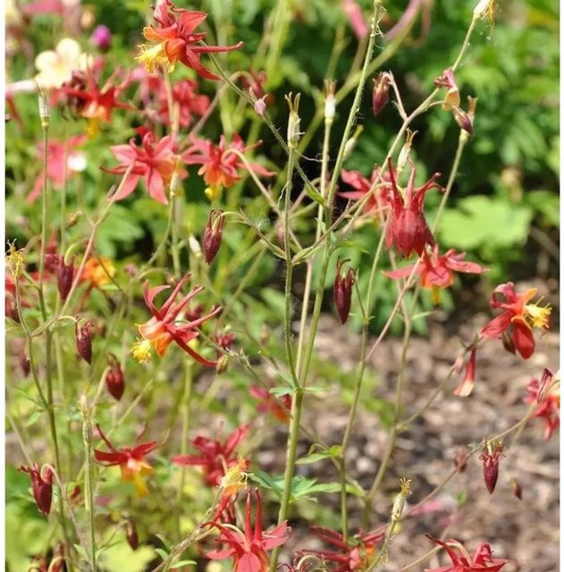 Akelei Red Hobbit Aquilegia caerulea rote Staude - Bild 1