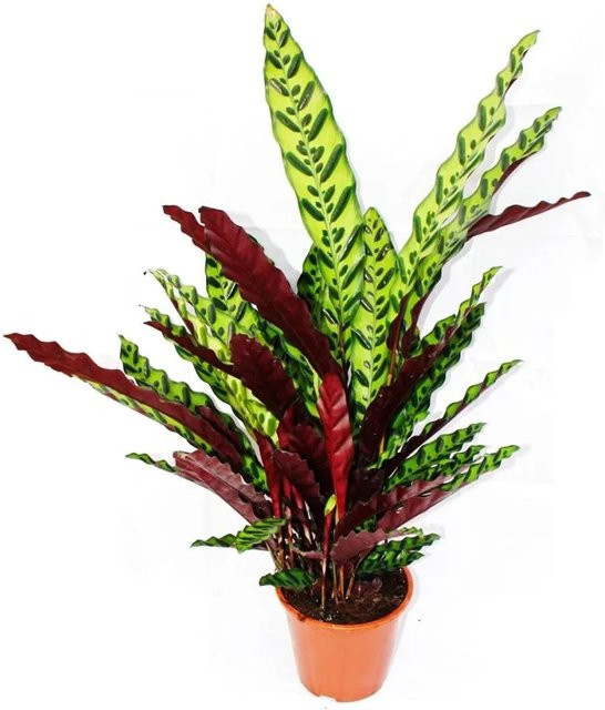 Exotenherz Calathea Lancifolia Schattenpflanze mit ausgefallenem Blattmuster, Grün, Höhe: ca. 60-70 cm, Topfgröße: 17 cm - Bild 1
