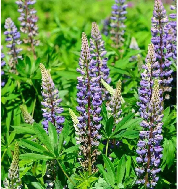 Gartenlupinie Kastellan Lupinus polyphyllus in Lila als mehrjährige Staude für Beet und Schnittblumen - Bild 1