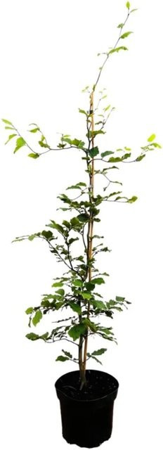 Pflanzen für dich Fagus sylvatica Gartenpflanze für Hecke und Sichtschutz, Höhe: 60-80 cm - Bild 1