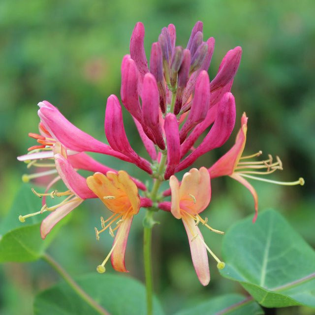 Geißblatt Lonicera Goldflame Kletterpflanze mit rot-gelb-pinken Blüten - Bild 1