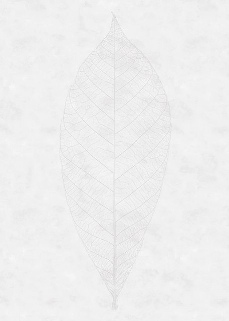 Komar Fototapete Vlies Decent Leaf B: 200 cm, H: 280 cm - Bild 1