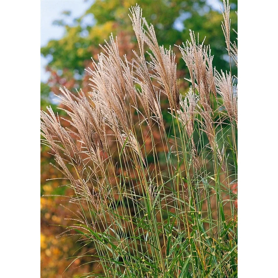 Miscanthus Sinensis Pünktchen Chinaschilf Grün-Gelb im 3-5 Liter Topf - Bild 2