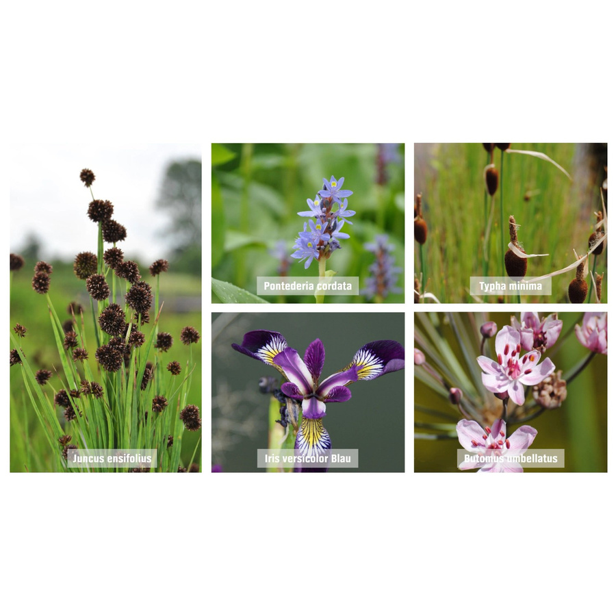 GROW by OBI Teichpflanzen Set für die Flachwasserzone in Mehrfarben, Topf Durchmesser: 9 cm - Bild 2