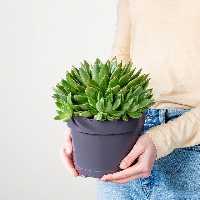Echeveria Agavoides Sukkulente von BLUME2000 in Grün und Grau - Bild 1