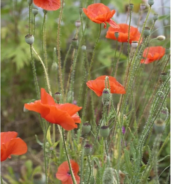 Klatschmohn Papaver rhoeas rote einjährige Staude von Die Nr-01.de - Bild 1