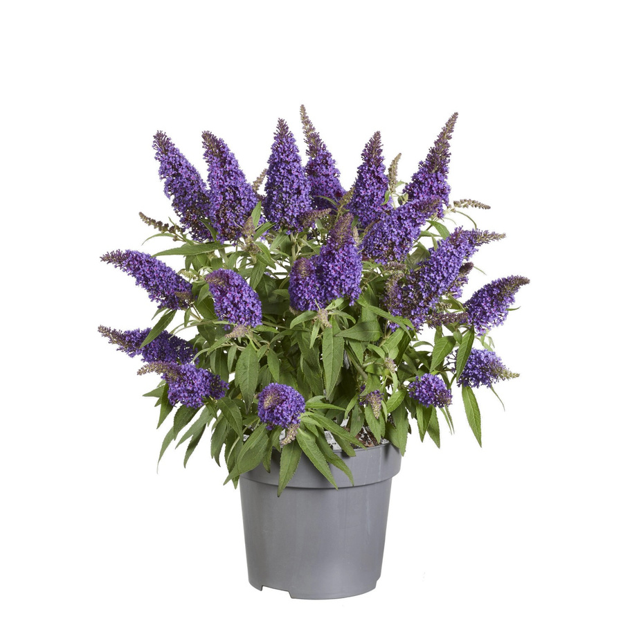 GROW by OBI Sommerflieder Butterfly Candy Buddleja davidii Zierstrauch, Höhe: 35 cm, Topfvolumen: 3,4 l - Bild 2