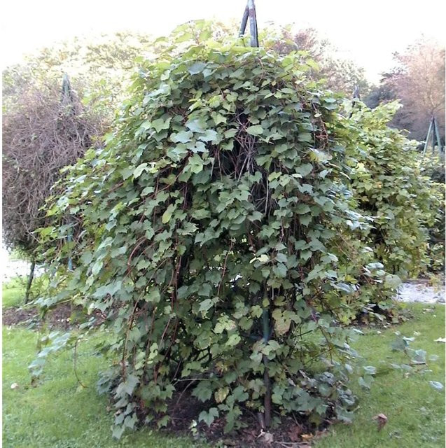 Wilder Wein Parthenocissus inserta Kletterpflanze für den Garten, Grün, Höhe: 60-80 cm - Bild 1