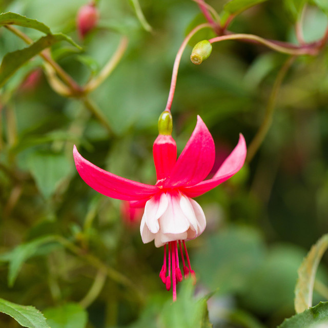 BIO Winterharte Fuchsie Madame Cornelissen von BLUME2000, 3 Stück - Bild 1